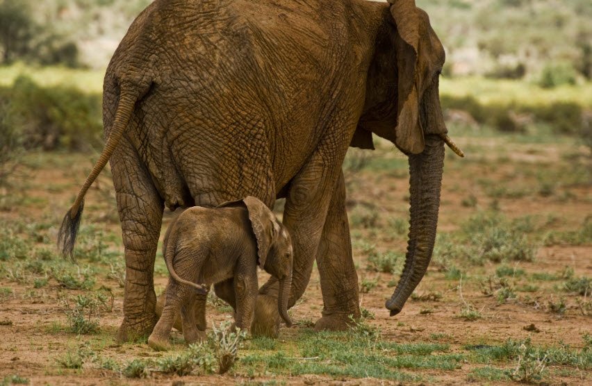 Gourma Elephants Migration Area, Gourma, southeastern Mali, Mali